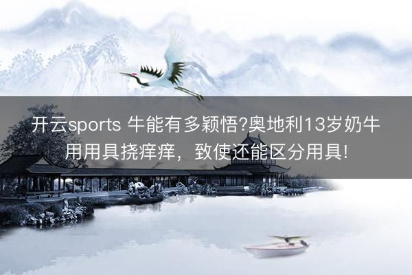 开云sports 牛能有多颖悟?奥地利13岁奶牛用用具挠痒痒，致使还能区分用具!