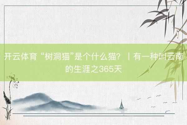 开云体育 “树洞猫”是个什么猫？丨有一种叫云南的生涯之365天