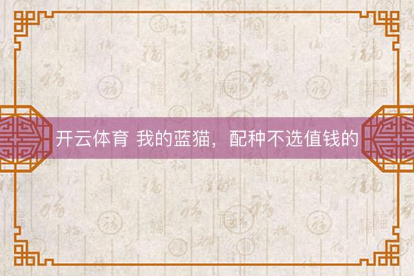 开云体育 我的蓝猫，配种不选值钱的